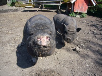 https://www.whitemoon.ch/cms/media/Tiere/Pigs/P1010609.JPG