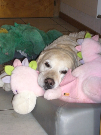 https://www.whitemoon.ch/cms/media/Tiere/Santos/P1010347.JPG